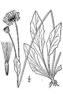 <i>Krigia amplexicaulis</i> (Michx.) Nutt.