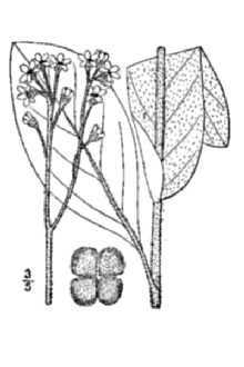 <i>Andersonglossum virginianum</i> (L.) J.I. Cohen