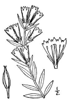 <i>Gentiana affinis</i> Griseb. var. forwoodii (A. Gray) Kusnez.