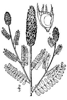 <i>Dalea alopecuroides</i> Willd.
