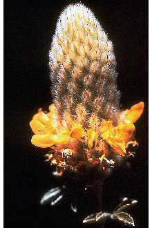 <i>Parosela aurea</i> (Nutt. ex Pursh) Britton