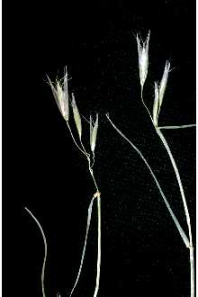 <i>Danthonia californica</i> Bol. var. palousensis H. St. John