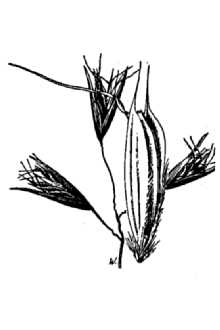 <i>Danthonia californica</i> Bol. var. americana (Scribn.) Hitchc.