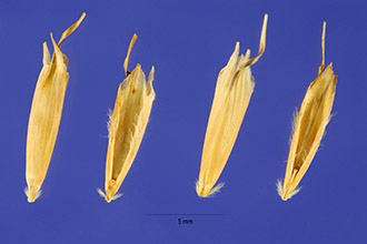 <i>Danthonia californica</i> Bol. var. palousensis H. St. John