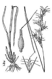 <i>Danthonia sericea</i> Nutt. var. epilis (Scribn.) Blomquist