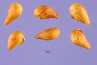 <i>Potentilla fruticosa</i> L. ssp. floribunda (Pursh) Elkington