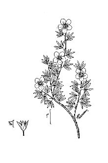 <i>Pentaphylloides fruticosa</i> auct. non (L.) O. Schwarz