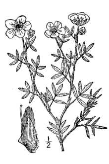 <i>Dasiphora fruticosa</i> auct. non (L.) Rydb.