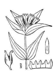 <i>Gentiana linearis</i> Froel. var. latifolia A. Gray