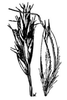 <i>Danthonia intermedia</i> Vasey var. cusickii T.A. Williams