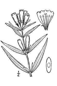 <i>Gentiana saponaria</i> L. var. linearis (Froel.) Griseb.