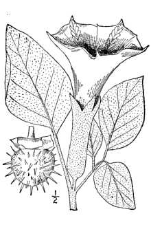 <i>Datura meteloides</i> auct. non Dunal. p.p.