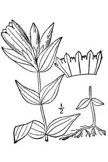 <i>Gentiana catesbaei</i> Walter var. nummulariifolia Fernald