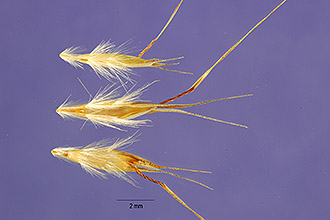 Hairy Wallaby Grass
