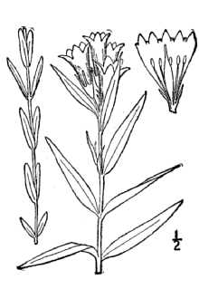 <i>Gentiana cherokeensis</i> (W.P. Lemmon) Fernald