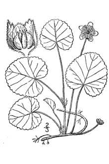 <i>Rubus dalibarda</i> L.