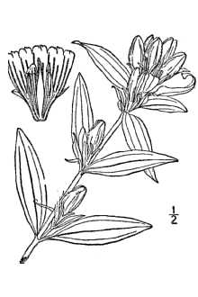 <i>Gentiana puberula</i> Michx., as to type, non sensu Small