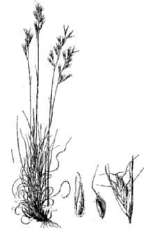 <i>Danthonia spicata</i> (L.) P. Beauv. ex Roem. & Schult. var. longipila Scribn. & Merr.