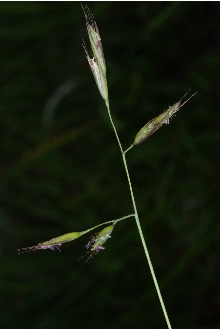 <i>Danthonia thermalis</i> Scribn.
