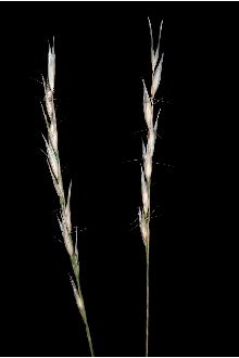 <i>Danthonia spicata</i> (L.) P. Beauv. ex Roem. & Schult. var. longipila Scribn. & Merr.
