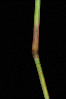 <i>Danthonia spicata</i> (L.) P. Beauv. ex Roem. & Schult. var. pinetorum Piper