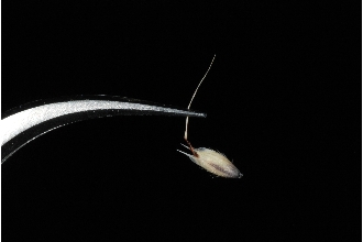 <i>Danthonia thermalis</i> Scribn.