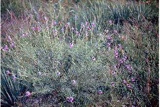 Pinkglobe Prairie Clover