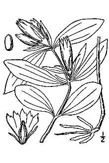 <i>Gentiana deloachii</i> (W.P. Lemmon) Shinners