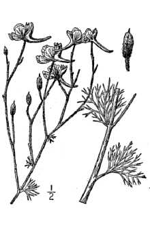 <i>Delphinium ajacis</i> L.