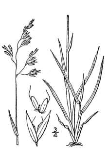 <i>Deschampsia atropurpurea</i> (Wahlenb.) Scheele var. latifolia (Hook.) Scribn. ex Macoun