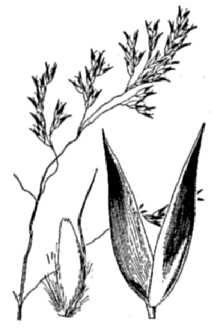 <i>Deschampsia atropurpurea</i> (Wahlenb.) Scheele var. latifolia (Hook.) Scribn. ex Macoun