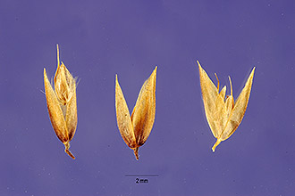 <i>Deschampsia atropurpurea</i> (Wahlenb.) Scheele