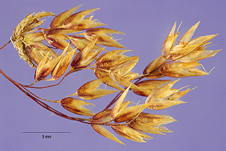 <i>Deschampsia atropurpurea</i> (Wahlenb.) Scheele var. paramushirensis Kudo