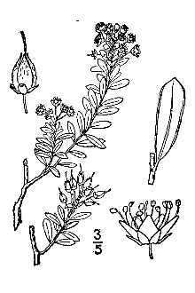 <i>Leiophyllum buxifolium</i> (Bergius) Elliott var. prostratum (Loudon) A. Gray