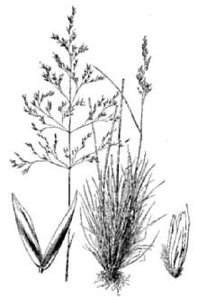 <i>Deschampsia caespitosa</i> (L.) P. Beauv. ssp. genuina (Rchb.) O.H. Volk, orth. var.