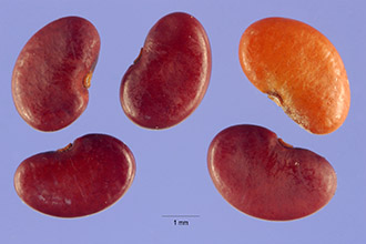 <i>Meibomia canescens</i> (L.) Kuntze