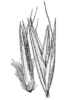 <i>Calamagrostis purpurascens</i> R. Br. var. maltei Polunin