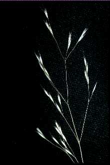<i>Deschampsia danthonioides</i> (Trin.) Munro var. gracilis (Vasey) Munz