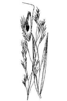 <i>Deschampsia danthonioides</i> (Trin.) Munro var. gracilis (Vasey) Munz