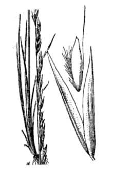 Slender Hairgrass