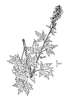 <i>Delphinium scopulorum</i> A. Gray var. glaucum (S. Watson) A. Gray