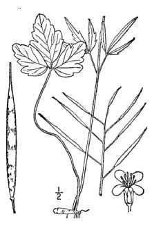 <i>Cardamine heterophylla</i> (Nutt.) Alph. Wood