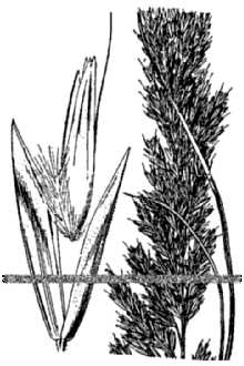 <i>Deschampsia caespitosa</i> (L.) P. Beauv. ssp. holciformis (J. Presl) W.E. Lawrence, orth.