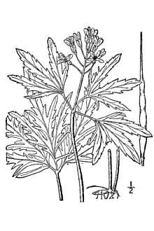 <i>Dentaria concatenata</i> Michx. var. coalescens Fernald