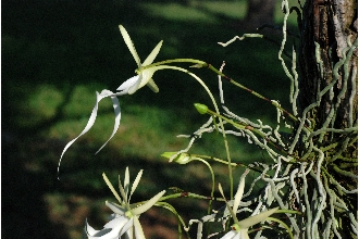 <i>Polyrrhiza lindenii</i> (Lindl.) Cogn.