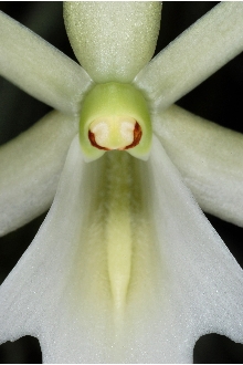 <i>Polyradicion lindenii</i> (Lindl.) Garay