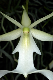 <i>Polyradicion lindenii</i> (Lindl.) Garay