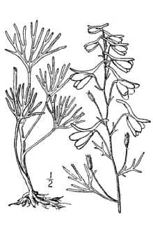 <i>Delphinium nuttallianum</i> Pritz. ex Walp. var. levicaule C.L. Hitchc.
