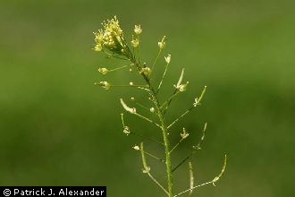 Western Tansymustard