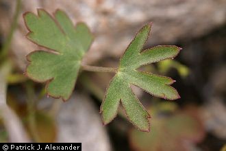 <i>Delphinium andersonii</i> A. Gray var. scaposum (Greene) S.L. Welsh